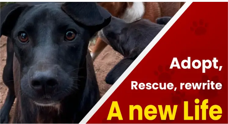 Animal Shelter Scam Investigative Report – August 1, 2025